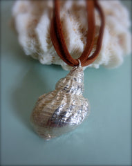 Shiny whelk shell